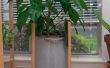 Cheville bois simple plante Stand