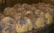 Beurre d’arachide-Chocolate Chunk Cookies