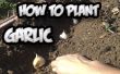 Comment planter l’ail