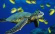Un Costume de tortue sous-marine fait Simple