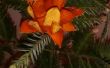 Fleur d’oranger à feuilles persistantes