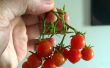 Cultiver des tomates cerise par bouturage. Guide d’un débutant. 