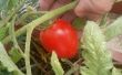 Jardinage de tomate - graines de fruits the