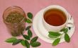 Récolte, rôti et infuser le thé vert, à l’aide d’un arbuste commun