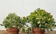 Jade de plantes : Si facile pour prendre soin d’à la maison & dans le jardin