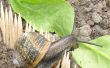 Projet ayant échoué : Gardant escargots loin d’un jardin de légumes