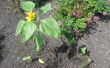 Miracle-grandissent vraiment affecte la croissance du tournesol plante au cours de la germination et les premiers stades de croissance de la plante après ? 
