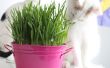 Comment faire pousser l’herbe de chat