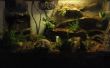 Terrarium / roche imperméable vivarium fonctionne pour les grenouilles et les amphibiens