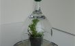 Shot & Wine Glass Terrarium / Seed Starter