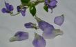 ✿ ✿ de véritables violettes CANDY