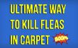 Comment tuer les puces en tapis naturellement