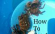 Comment faire pour attraper des crabes