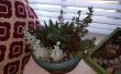 Comment élever des plantes succulentes