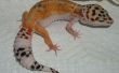 Soin de Gecko léopard