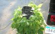 Comment faire pousser une verticale Lima & jardin potager haricot vert