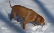 Hide and Seek traite de chien dans la neige ! 