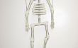 Stix à marionnette squelette Bones -