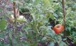 Cultiver des tomates de graine