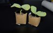 Démarreurs de semis de rouleau de papier toilette biodégradable, libre,