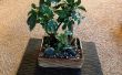 Les bases du bonsaï 1: Sauvetage « Mallsai »