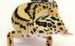 Comment se reproduisent les Geckos léopards