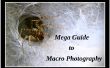 Guide de Mega à la macro-photographie