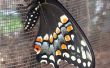 Swallowtail Butterfly Incubation Habitat