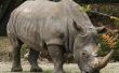 Comment les exécuter un rhinocéros