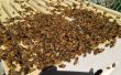 Ruche/installer une colonie d’abeilles d’un paquet