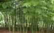 Seulement vous pouvez empêcher les lanslides et les inondations : plante agglutination des bambous ! 