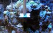 Aquarium grattoir d’algues têtus
