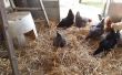 Maximiser l’espace de Coop de poulet chez les poulets plus