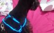Collier de chien fluorescent (TRON chien)