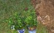 Planter un buisson de baies bleu