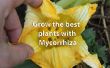 Enregistrer des engrais, votre poche, le monde et obtenir des plantes plus sains à l’aide de mycorhizes