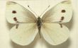 Impression d’une espèce de lépidoptère de chou 3D / papillon leurre pour sauver votre chou