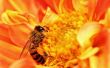 La propolis pour vous, Bee Antibotics