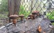 Agriculture urbaine de champignons