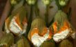 Fiori di Zucca ripieni ~ rempli de fleurs de courgettes