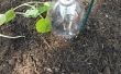 DIY Drip Irrigation bouteilles
