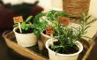 Jardin d’herbes aromatiques Indoor mini