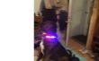 Clignotant LED chiens saftey collier ! 