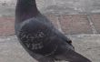 Élimination de la litière pour pigeons
