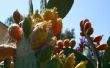 Comment manger de figue de barbarie, alias les fruits de cactus, alias thons