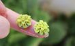 Boucle d’oreille clou succulents mini
