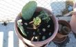 Comment faire un Container de Cactus jardin