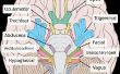 Examinant le nerf trijumeau