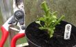Élagage et protéger « Super » piment poivre plantes pour l’hiver