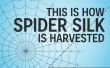 Comment la soie d’araignée est récolté